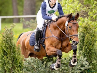 hästar Fälttävlanshäst i Flyinge - Annons 3