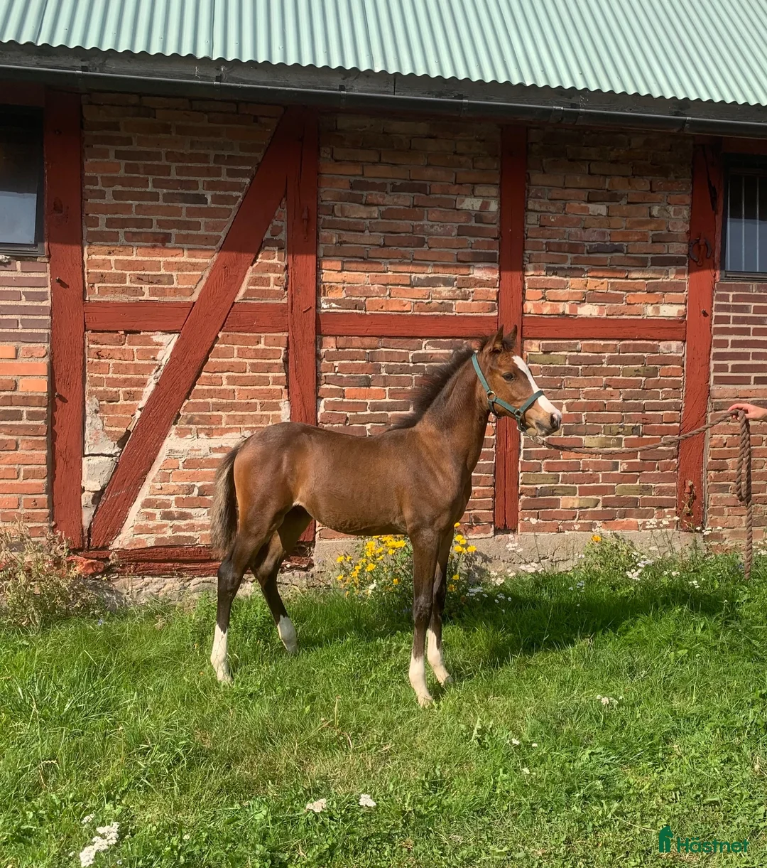 Hoppning hästar till salu: Lovande prestationsstammat föl🌟 - Annons 8