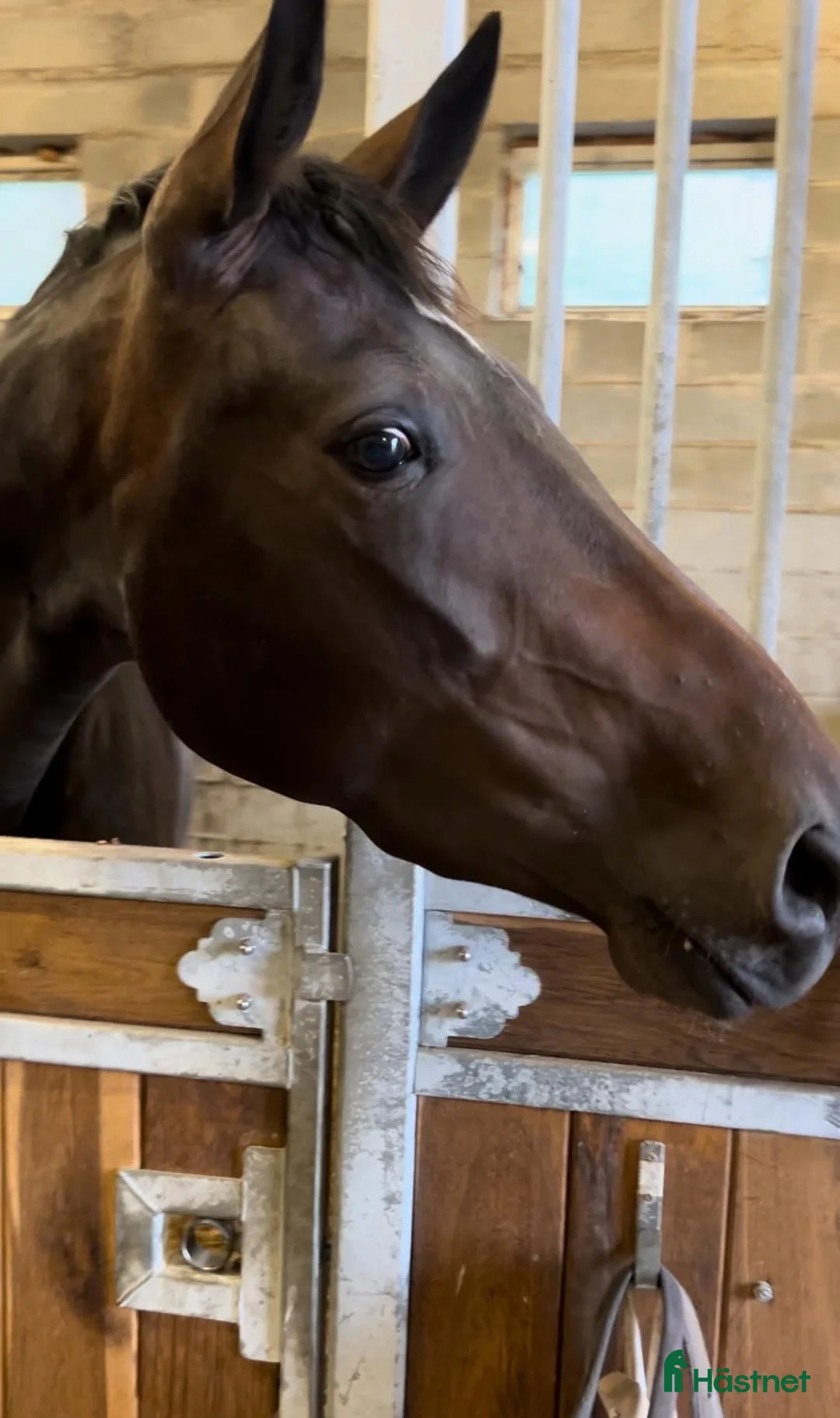 Dressyr hästar till salu: Välstammat och vackert sto under utbildning - Annons 3