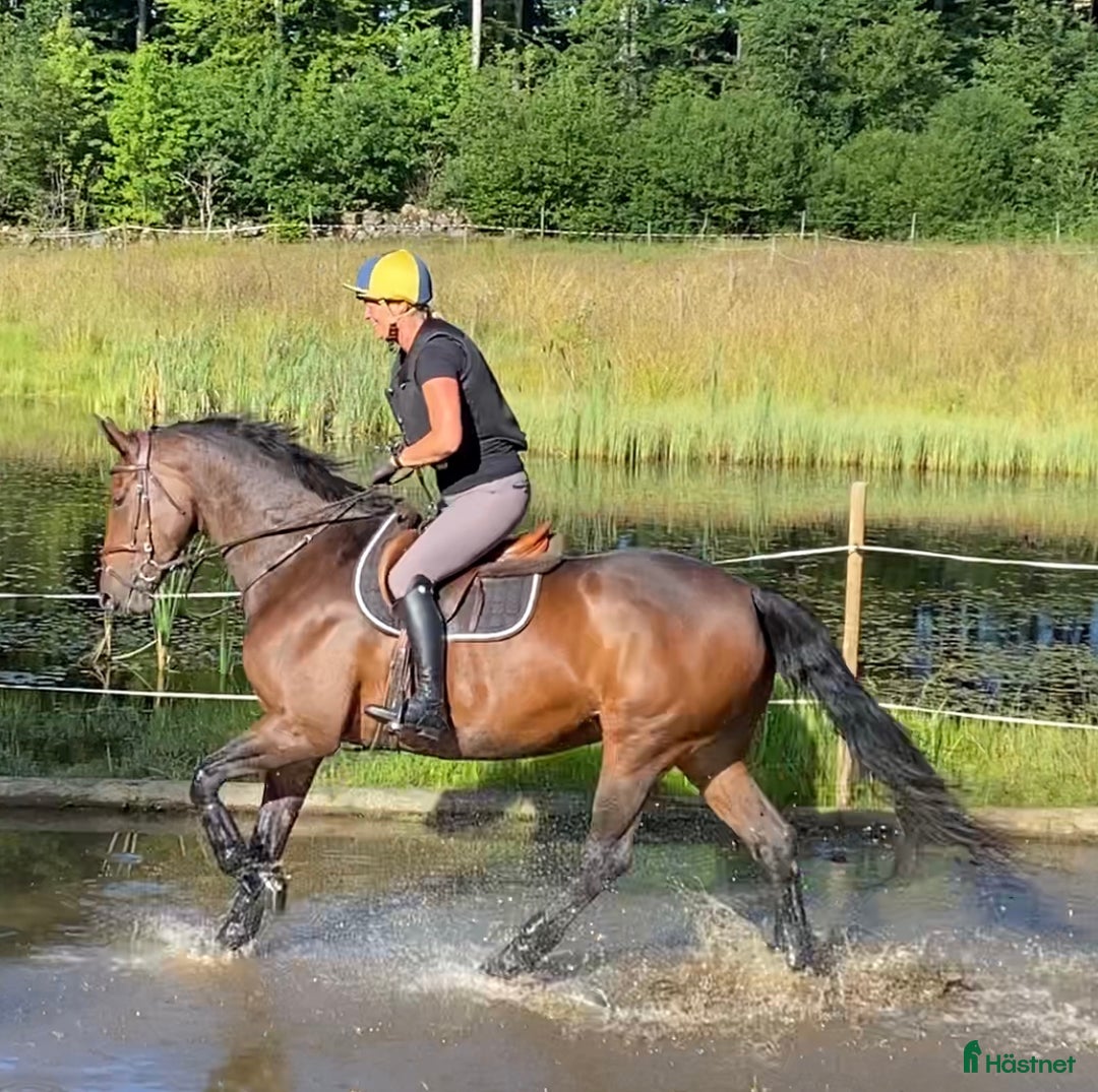  hästservice finnes: Ungdomsläger fälttävlan i Målsryd - Annons 9