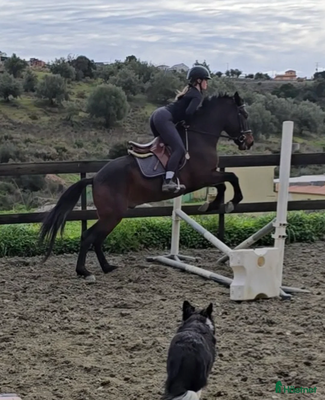 Hoppning hästar till salu: Trevliga hästar och ponnier i Spanien  - Annons 6