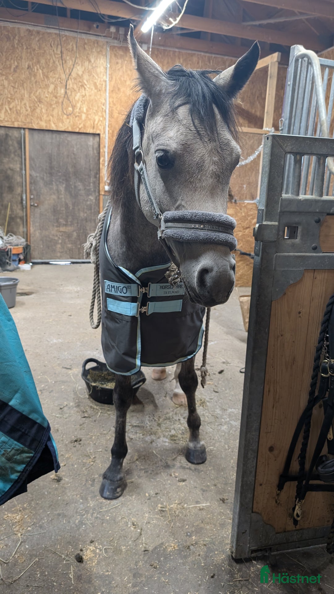  medryttarhäst finnes: Söker medryttare i Kärna - Annons 10