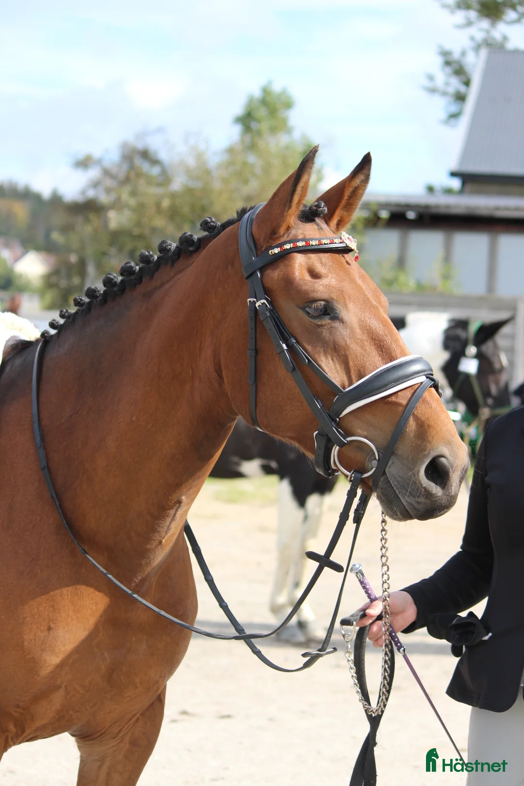 Hoppning hästar till salu: Mycket trevlig ponny! Reserverad! - Annons 3