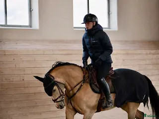 hästar Kvalitets sto - Annons 2