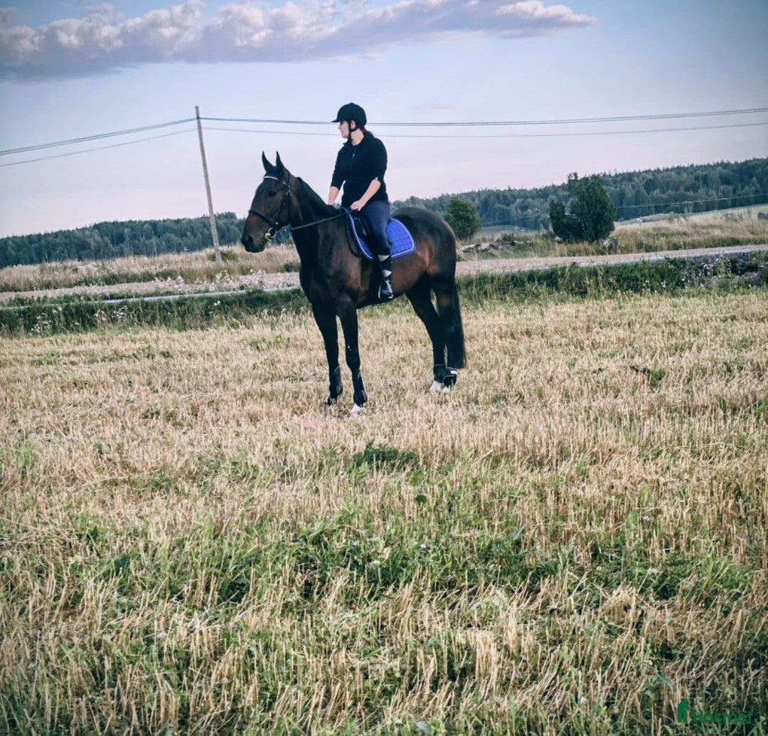  hästar Valack med mycket personlighet  i Heby - Annons 6