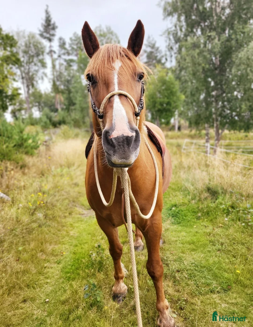 Western hästar till salu: Oslipad diamant  - Annons 2
