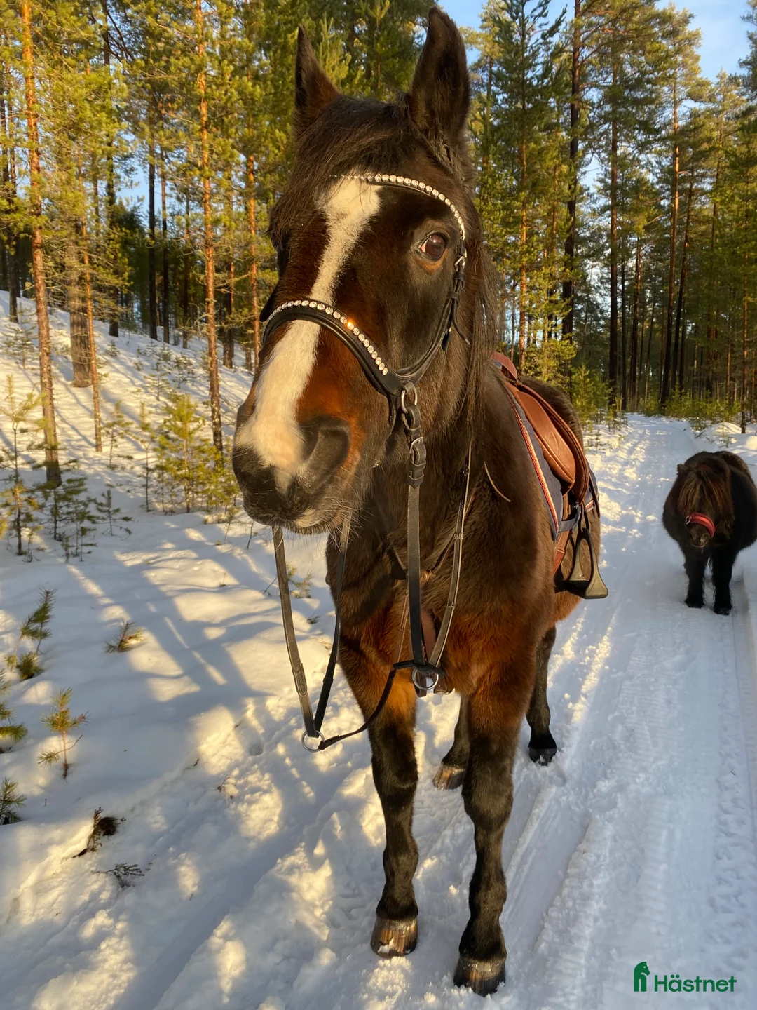 Övrigt hästar till salu: !!intresse koll!! i Mora - Annons 9