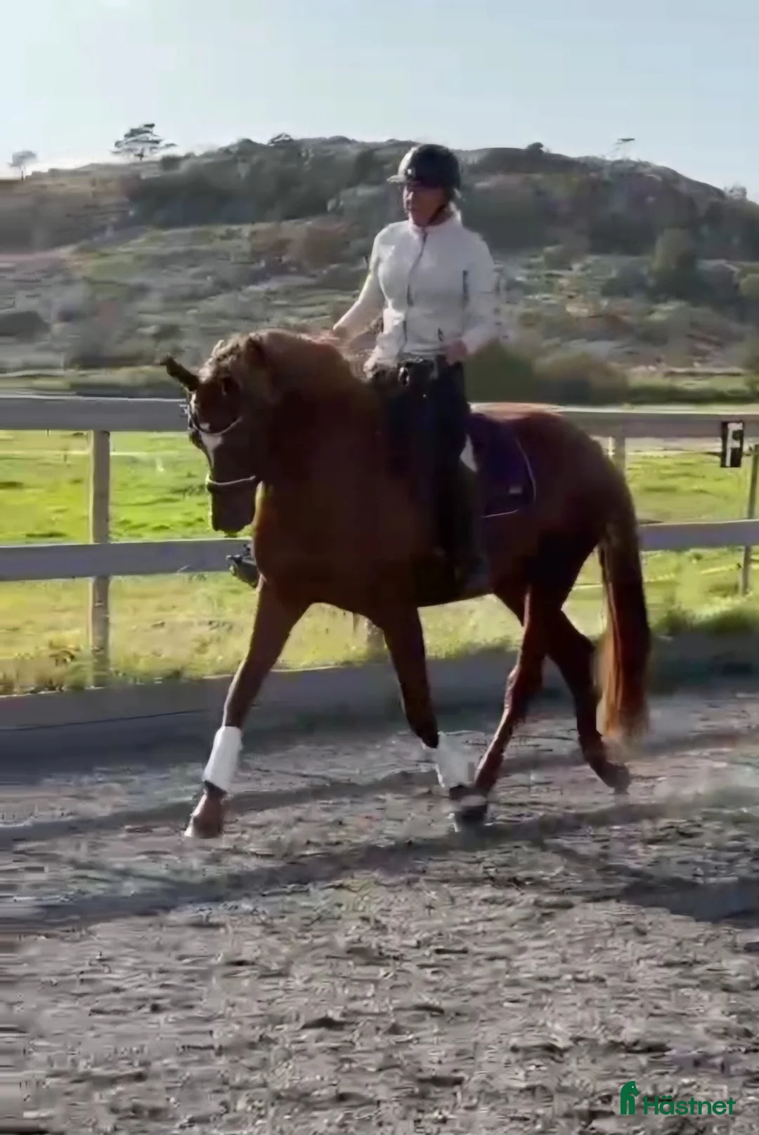 Dressyr hästar till salu: Feelize US (Vi har ytterligare ett sto tillsalu)  - Annons 1