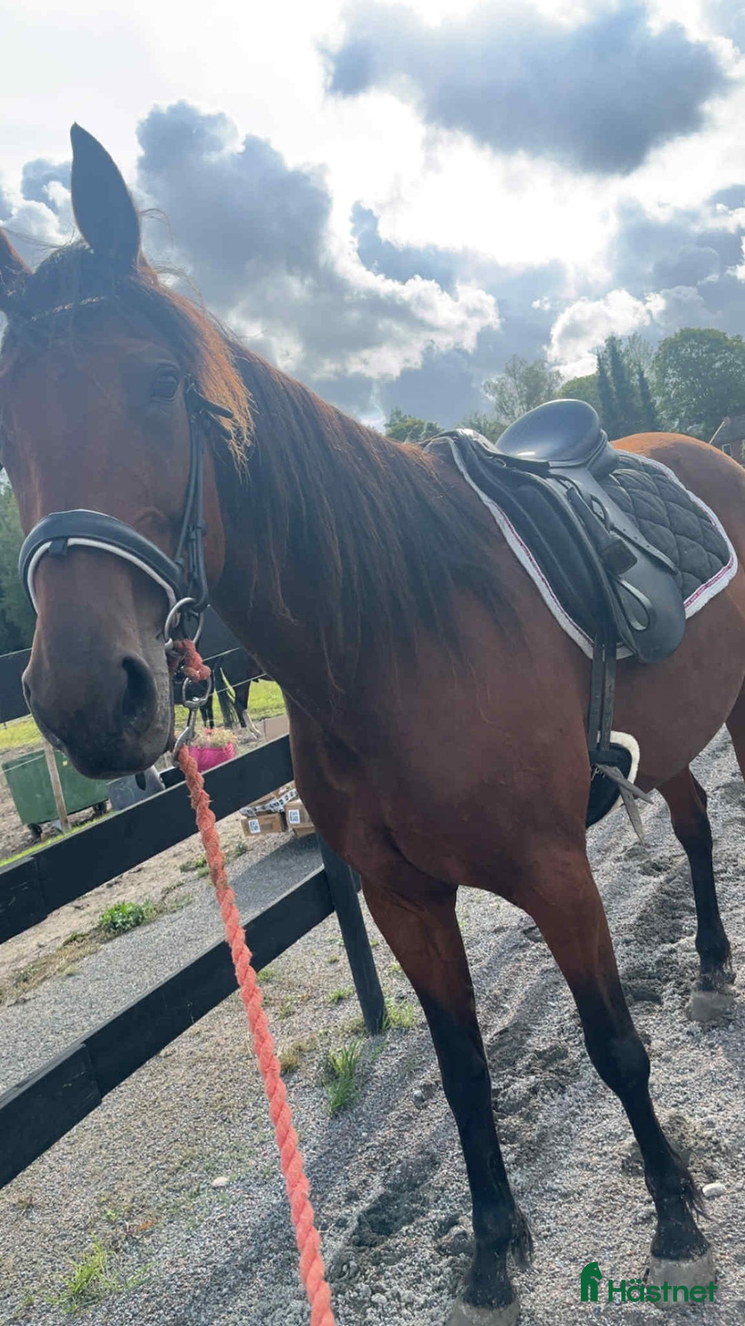  hästservice finnes: Inridning/tillridning i Nyköping - Annons 2