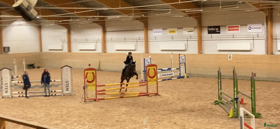 Allround hästar sökes: Hjälp med hästar  i Vännäs - Bild 4