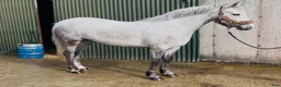 Allround hästar till salu: Irish riding ponies  - Annons 16