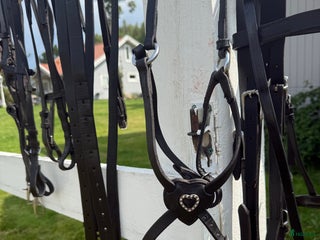 Övrig Hästutrustning hästutrustning till salu: Sadelkammarrensning i Linköping - Annons 4