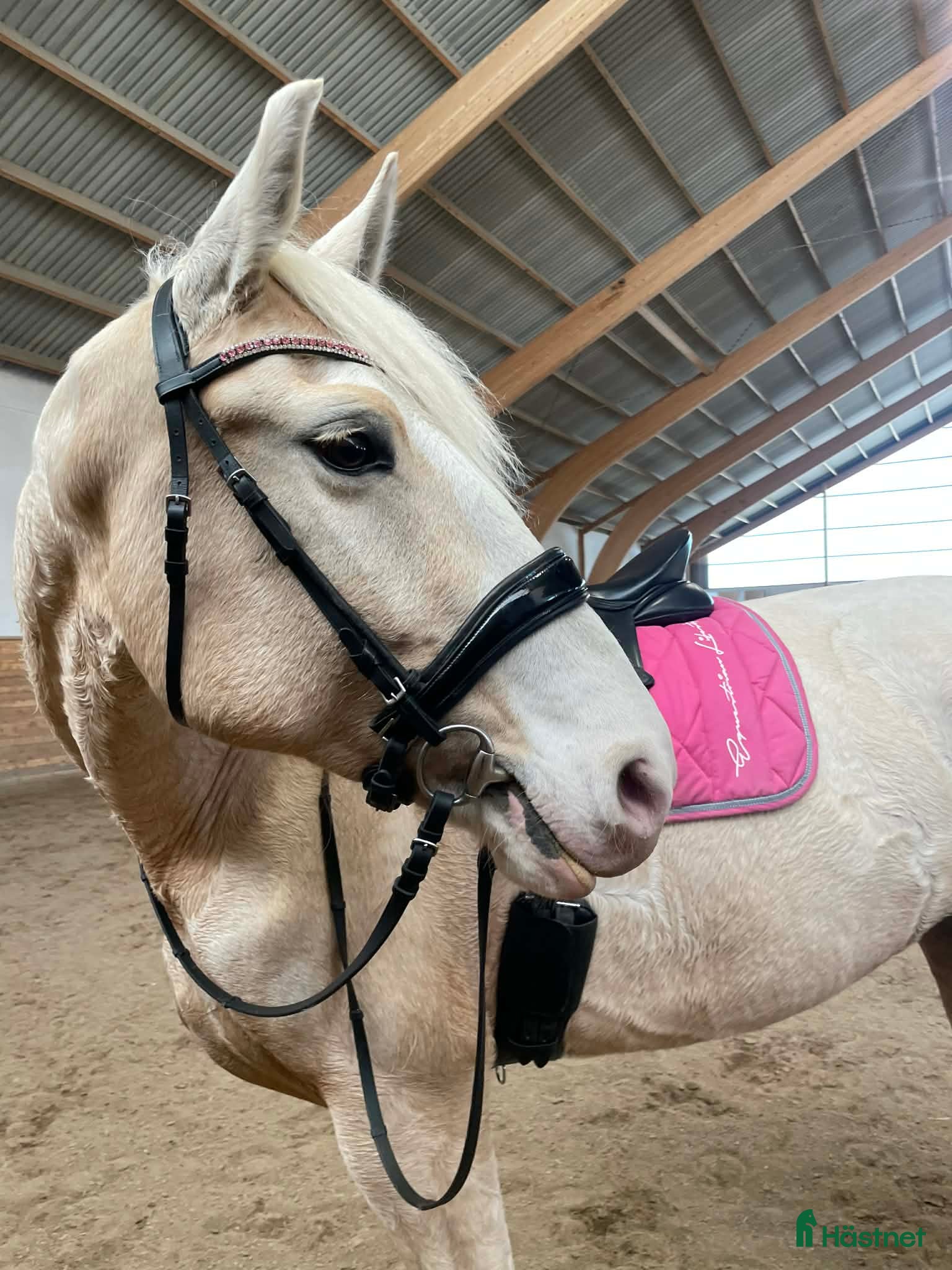  hästar Stort hjärta, mycket kapacitet och ett blickfång.  - Annons 2