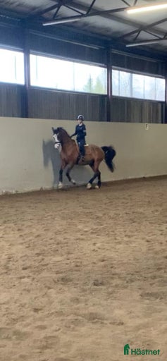 Galleribild {{count}}