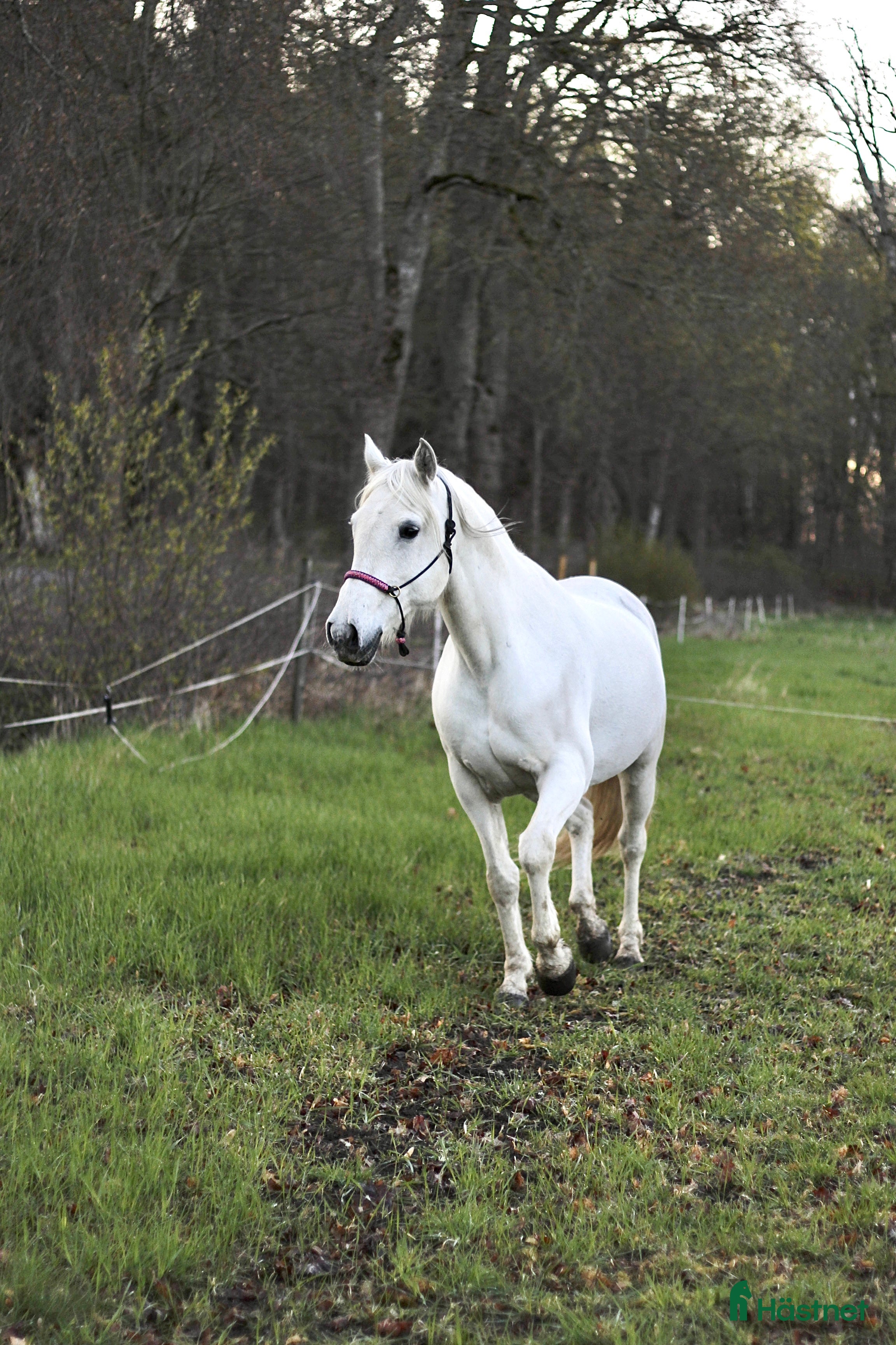  medryttarhäst finnes: Medryttare sökes i Kungsängen  - Annons 12