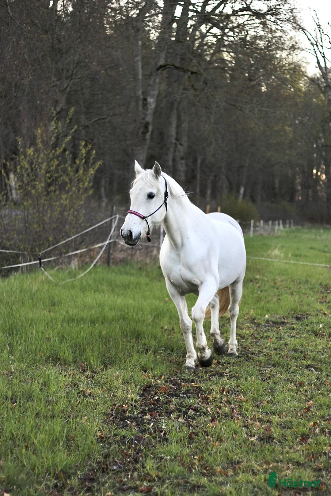  medryttarhäst finnes: Medryttare sökes i Kungsängen  - Annons 1