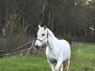 medryttarhäst finnes: Medryttare sökes i Kungsängen - Annons 12