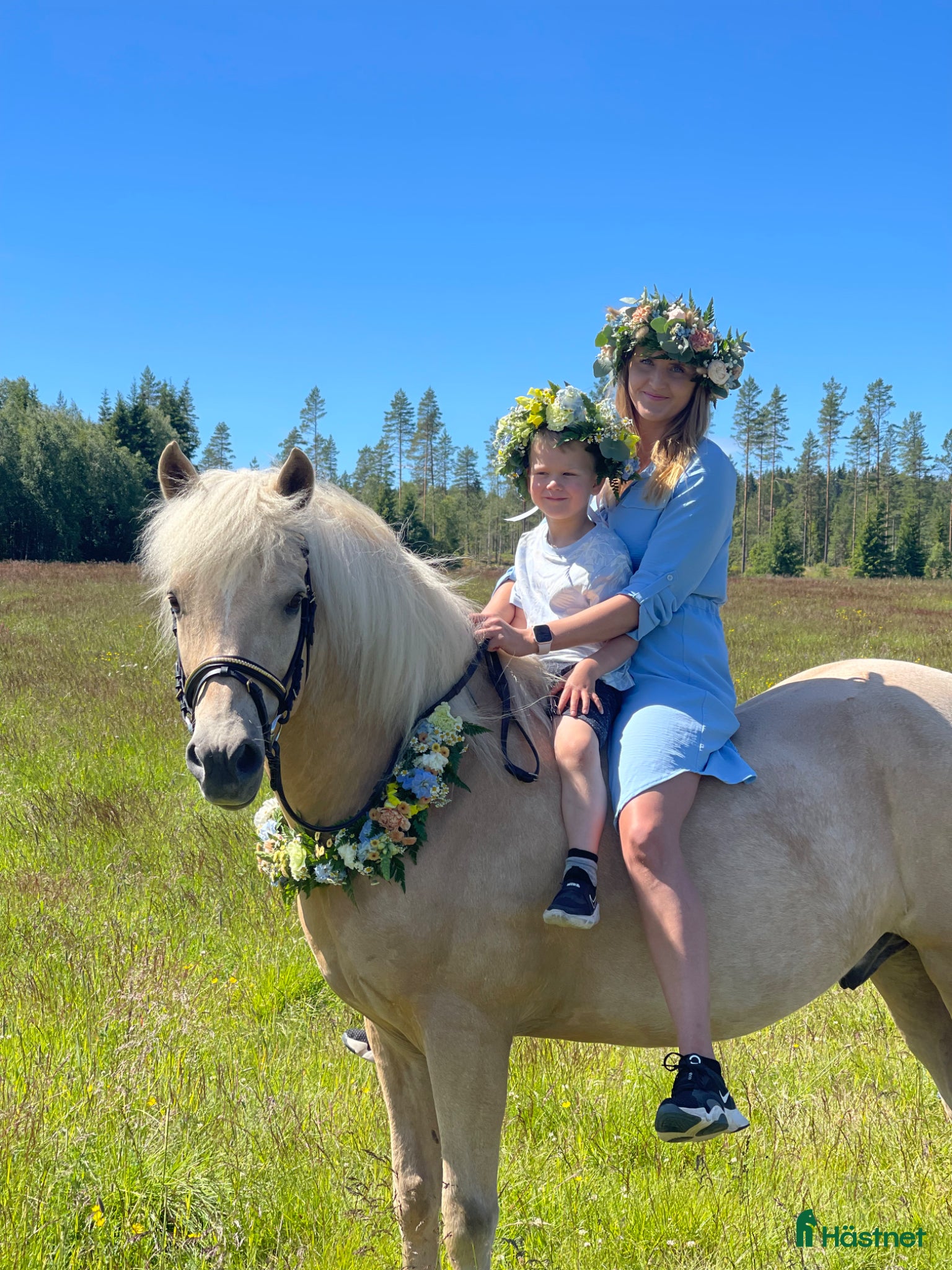  hästar Underbar Aegidienberger valack  - Annons 7