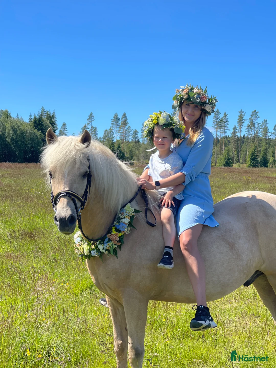 Allround hästar till salu: Underbar Aegidienberger valack  - Annons 1