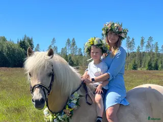 hästar Underbar Aegidienberger valack - Annons 7