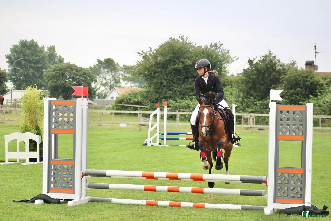 Hoppning hästar till salu: Fantastisk hopponny - Annons 1