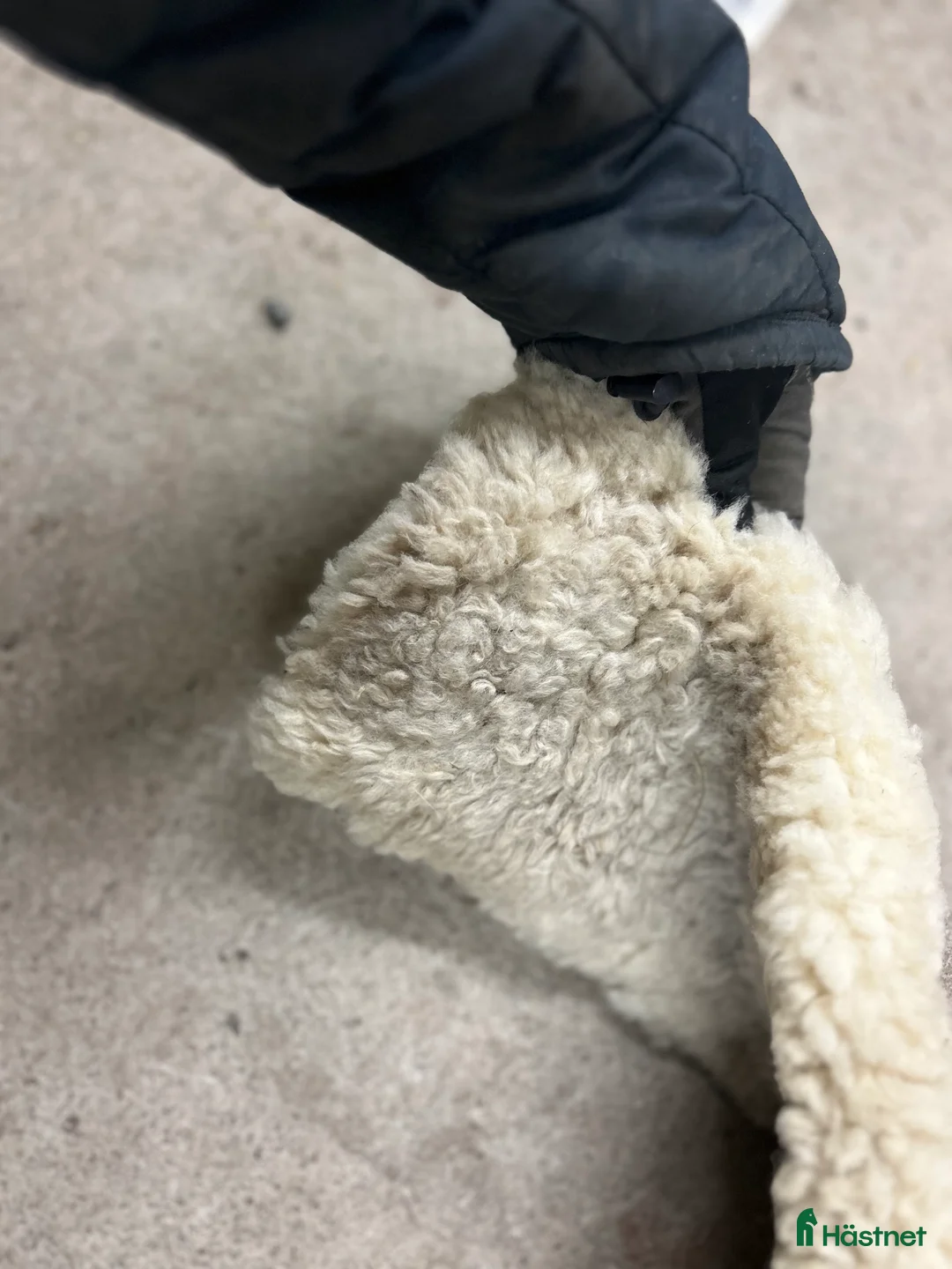 Övrig Hästutrustning hästutrustning till salu: Blandad utrustning? i Gävle - Annons 5