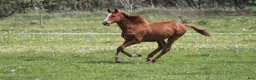 Avelshästar hästar till salu: 1 års fuldblods hingst  - Annons 11