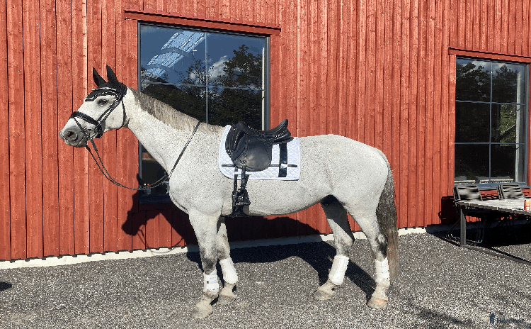  hästar i Eskilstuna - Annons 1