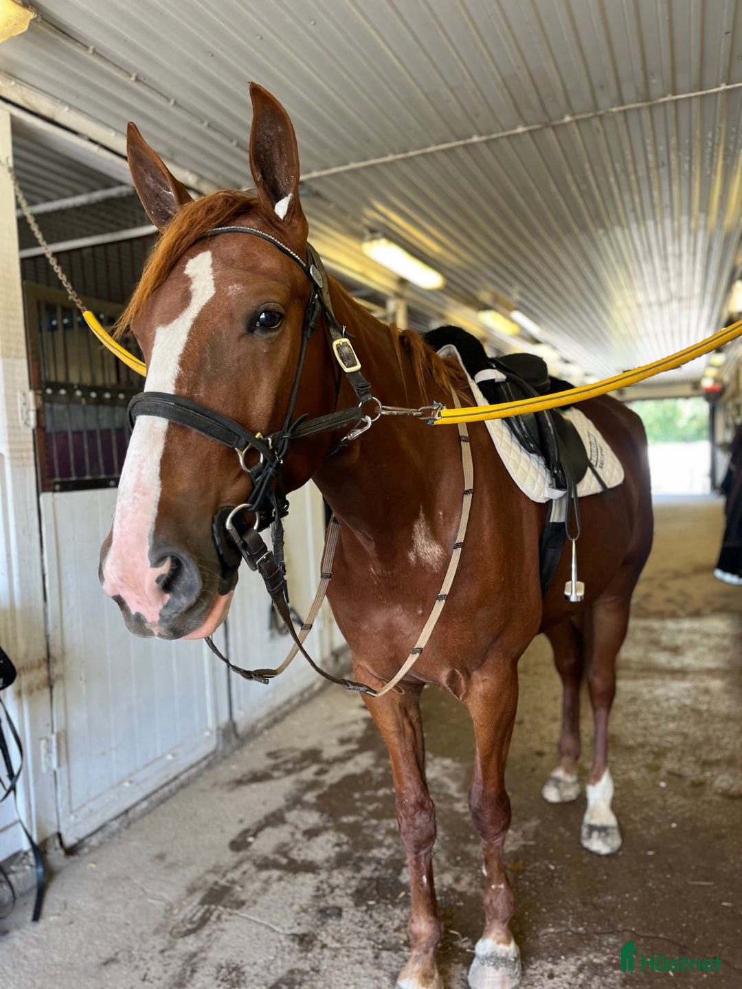 Allround hästar till salu: Världens snällaste guldkille! i Borlänge - Annons 3