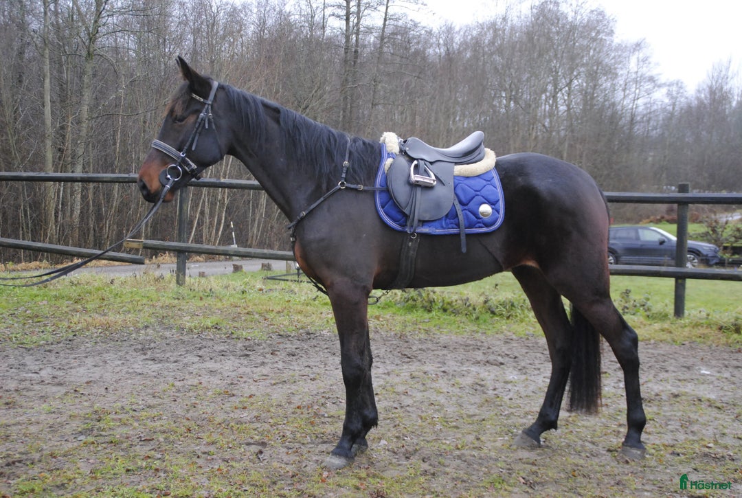Allround hästar till salu: Snäll travhäst i Odensbacken - Annons 2