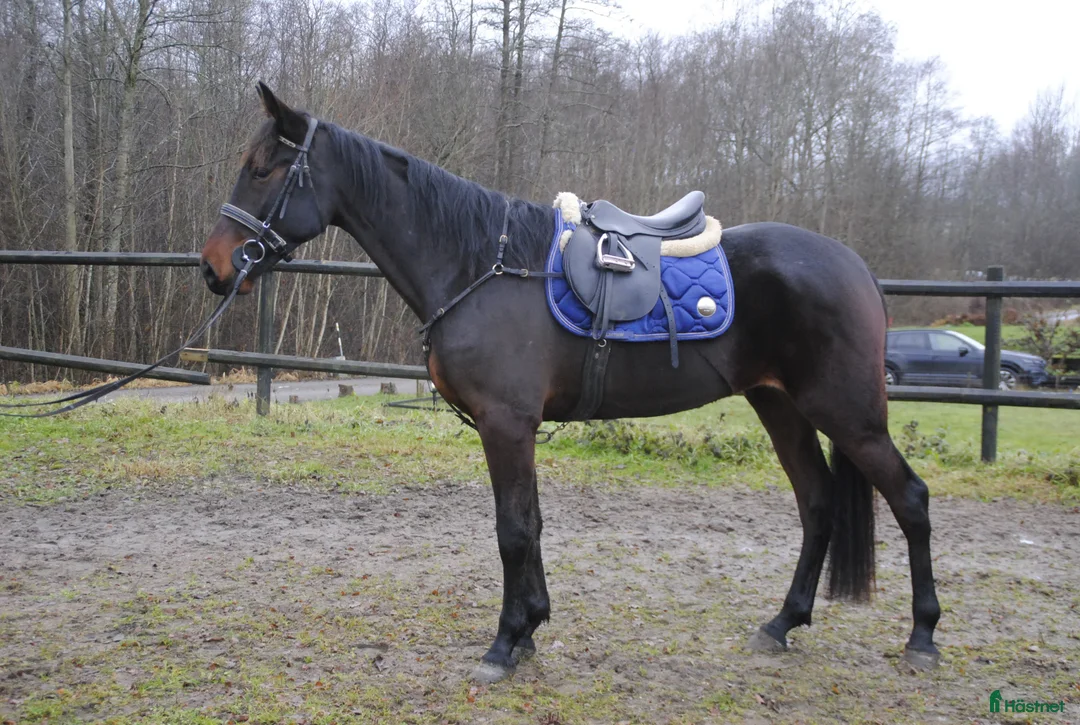 Allround hästar till salu: Snäll travhäst i Odensbacken - Annons 2