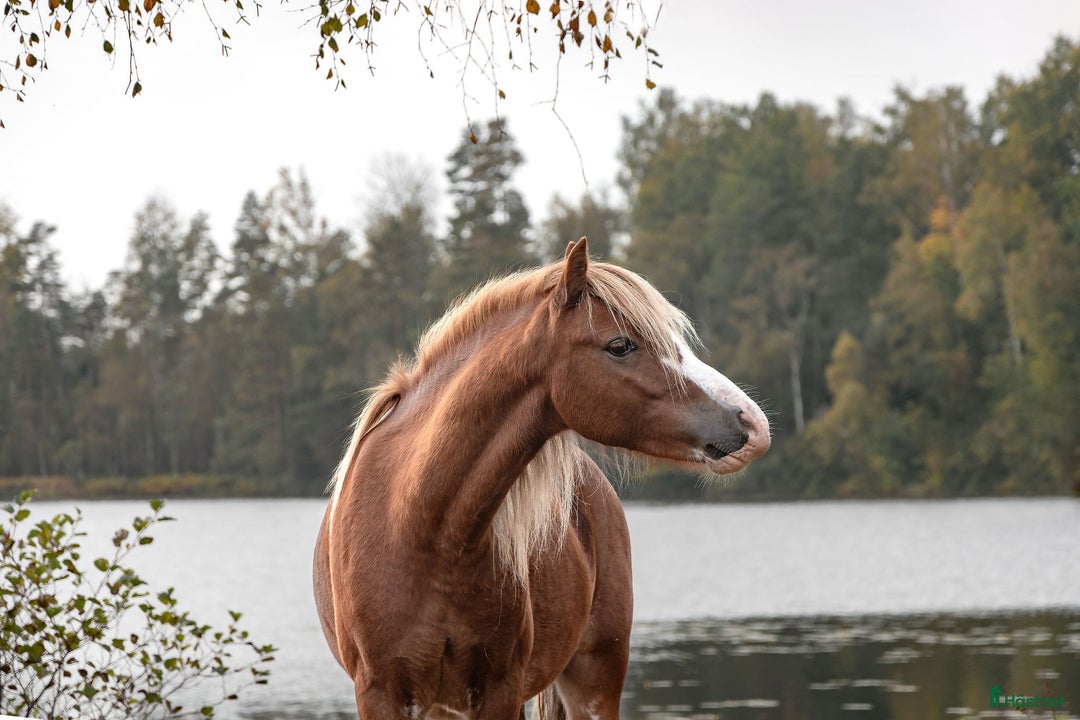 Allround hästar till salu: Monty i Lidhult - Bild 7