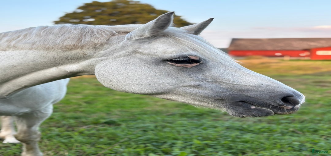 Galleribild {{count}}