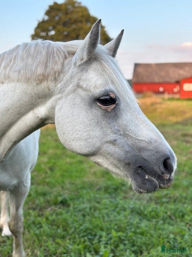 Galleribild {{count}}