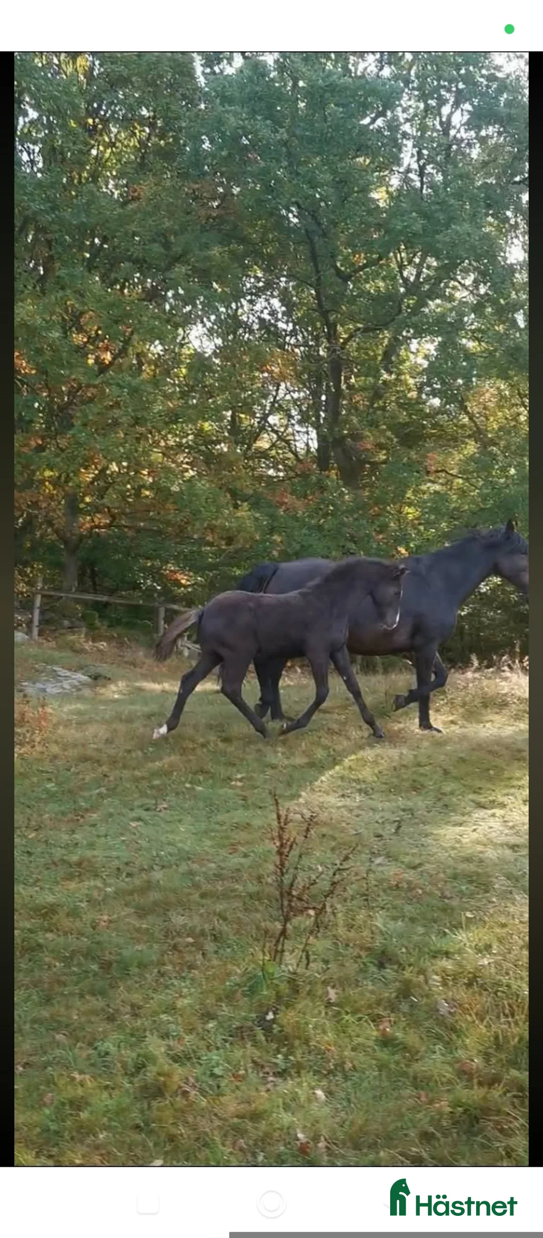 Allround hästar till salu: Gulsvart hingst -24 - Annons 4
