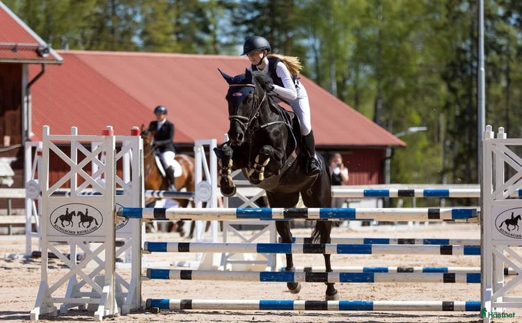 hästar i Arboga - Annons 4