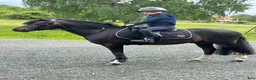 Allround hästar till salu: Superfin B-ponny! - Annons 6