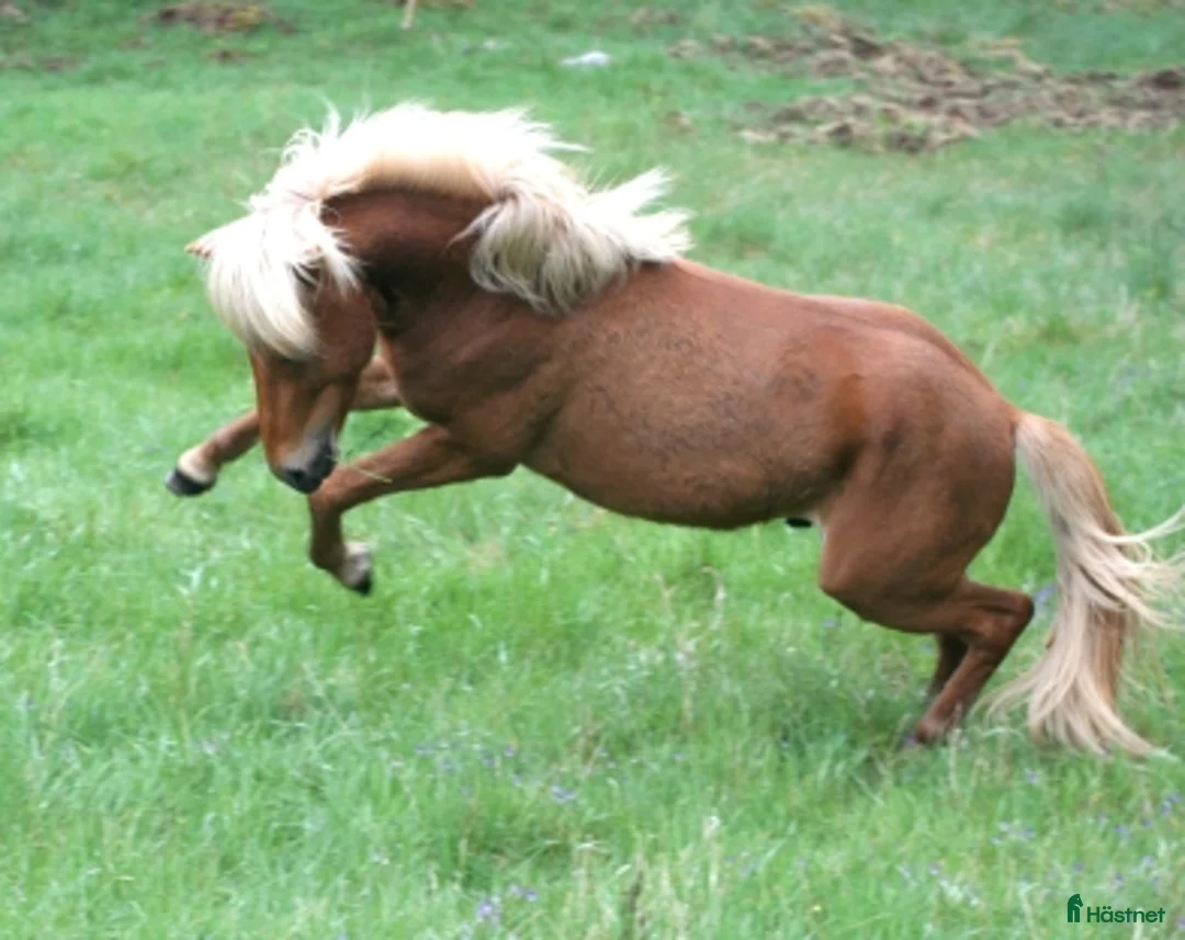 Island hästar till salu: Supersnygging söker ny utmaning - Annons 3