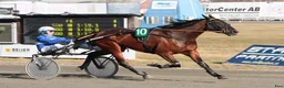 Trav hästar till salu: Stor valack säljes!  - Annons 2