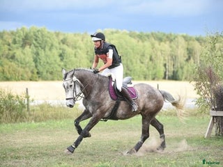 hästservice Vidare utbildning i Bälinge - Annons 11