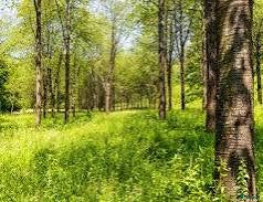  foderhäst sökes: Önskar låna häst/ hästar för skogsridning. - Annons 2