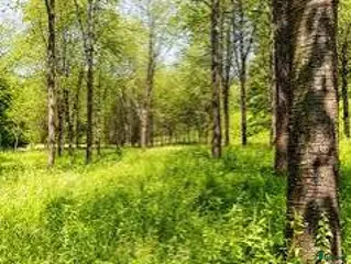 foderhäst sökes: Önskar låna häst/ hästar för skogsridning. - Annons 2