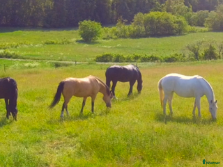 medryttarhäst finnes: Medryttare sökes till härliga hästar i Varberg i Varberg - Annons 16