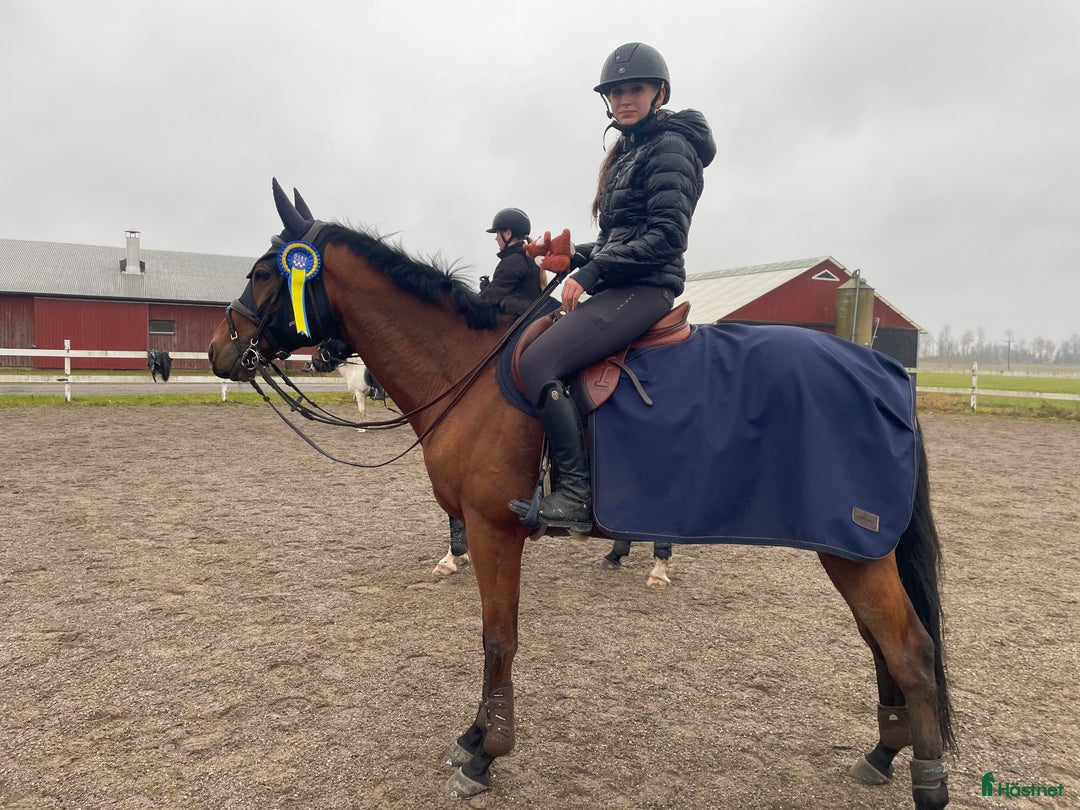 Allround hästar till salu: Medryttare sökes till 5 åring i Sala - Annons 2