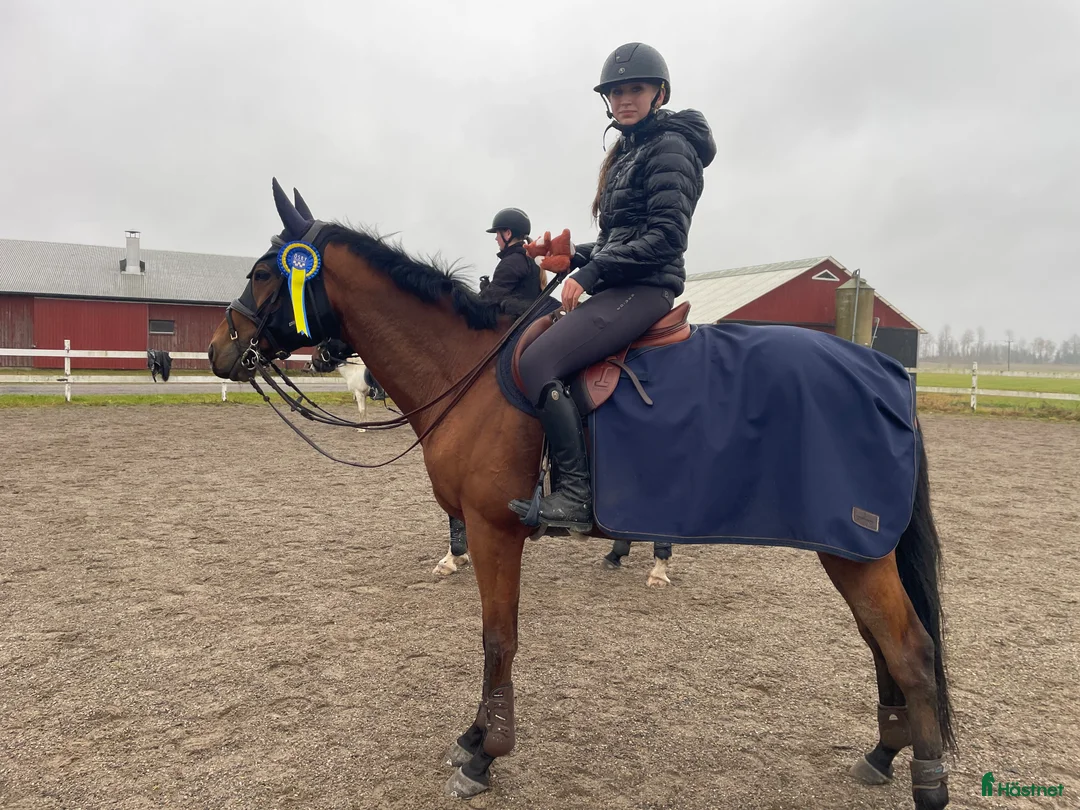 Allround hästar till salu: Medryttare sökes till 5 åring i Sala - Annons 2