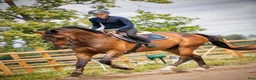Allround hästar till salu: Häst för svår klass i både hoppning och dressyr! - Annons 2