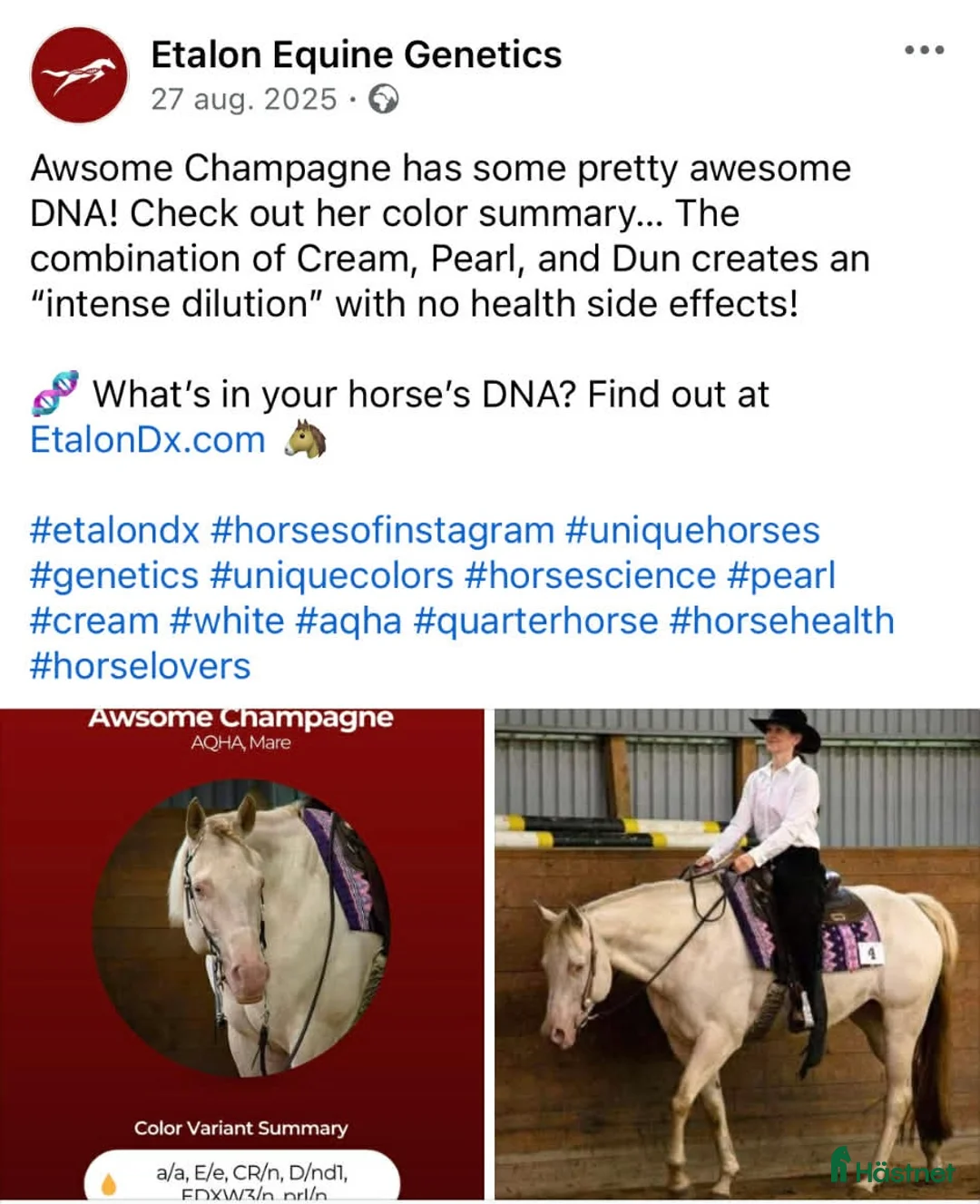 Western hästar till salu: Unikt champagnefärgat sto med unik färggenetik 🌟 - Annons 2