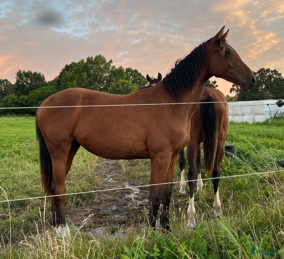 Hoppning hästar till salu: Lovande ungsto i Sölvesborg - Annons 7
