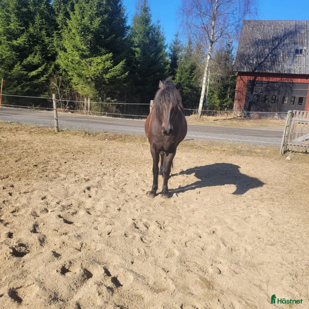 Allround hästar till salu: Basjkir i Lönsboda - Annons 2