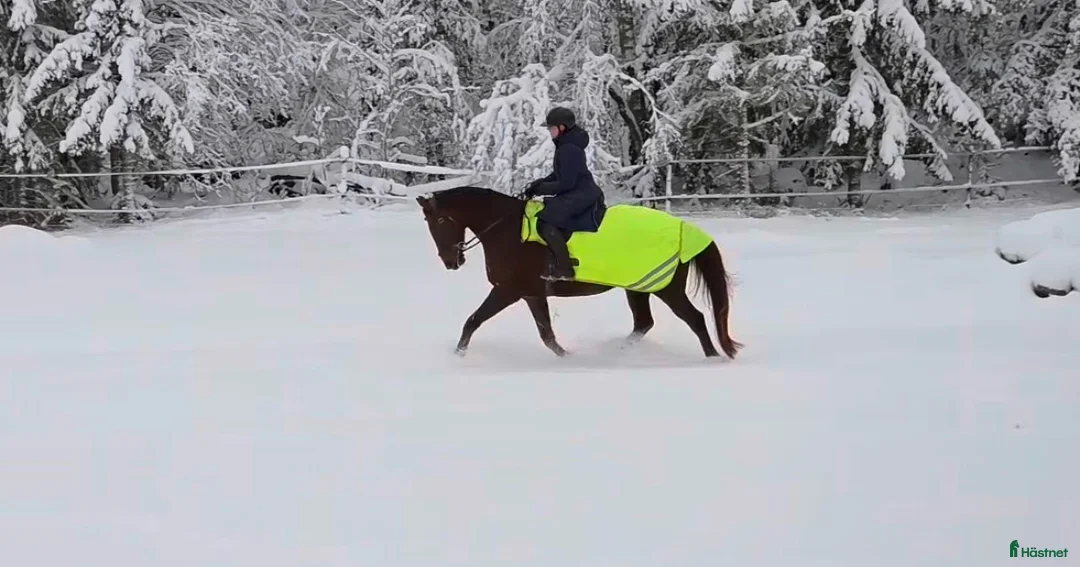 Dressyr hästar till salu: Dressyrhäst för framtiden! - Annons 6